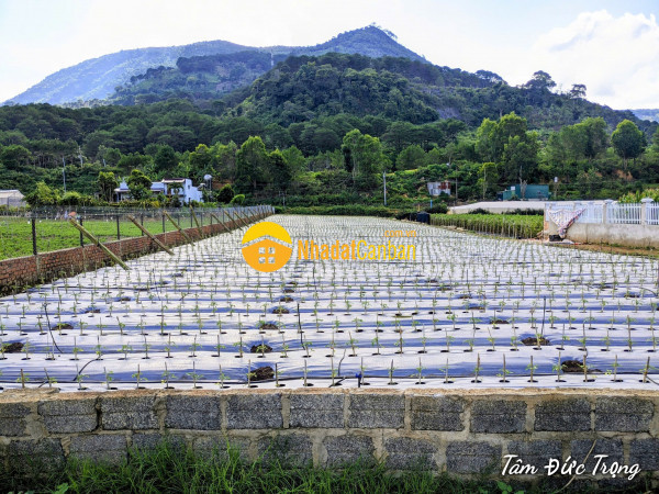 Cần bán 6.900m2 đất vùng ven đà lạt có sẵn 400m2 thổ cư trên sổ hồng,bán chỉ 13 tỷ tl